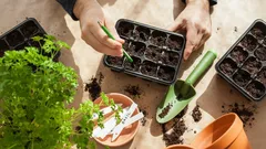 Was man im Januar säen kann: Gärtner nennen die 5 besten Gemüsesorten