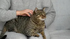 Katzen-Liebeszeichen: 10 Geheimnisse, die dir helfen, dein Tier besser zu verstehen