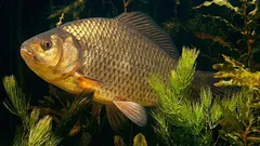 Dieser Fisch kann mehrere Monate ohne Sauerstoff leben: Wie schafft er das?