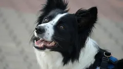 Hunde, die diese 3 Eigenschaften zeigen, sind Genies: Forschende teilen die Details