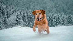 Kann es zu kalt sein, um mit dem Hund spazieren zu gehen: Das sollten alle Halter wissen