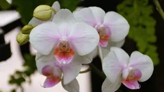Orchideen erfreuen mit üppiger Blüte: Vermeiden Sie diese 3 einfachen Fehler