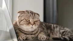 Wie du dich richtig bei deiner Katze entschuldigst: Tipps, von einer Zoologin bestätigt