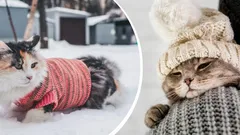 Wenn Katzen zu frieren beginnen: Fachleute nennen die optimale Temperatur für Ihr Haustier