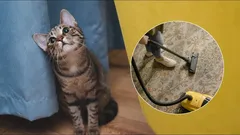 Katze rennt vor dem Staubsauger davon? Darum hat sie Angst – und das kannst du tun