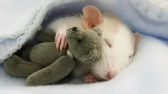 Wovon Ratten träumen: Forschende enthüllen überraschende Fakten über das Leben der Tiere