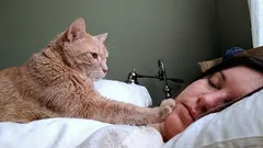 Warum weckt die Katze ihren Halter am Morgen: Experten erklären dieses Verhalten