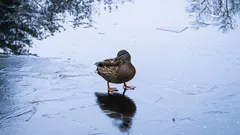 So gelingt es Vögeln, lange auf dem Eis zu stehen: ihr cleverer Trick