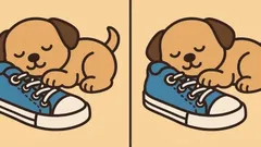 Rätsel: Finden Sie in 51 Sekunden 3 Unterschiede im Bild mit einem Welpen?