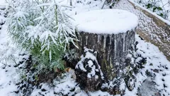 Womit man einen Baumstumpf bestreuen kann, damit er verrottet: Das verraten dir die Nachbarn nicht