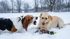 Was tun, wenn der Hund ständig andere Hunde anbellt: Ein Hundetrainer gibt wirksame Tipps