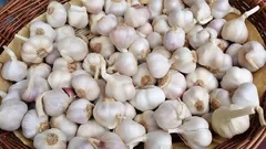 Winterknoblauch oder Sommerknoblauch? 4 einfache Merkmale für alle, die sie verwechseln