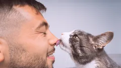 Geheimnisse der Katzenschmuselei: Warum Katzen ihren Halter am Kopf ablecken