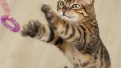 Langeweile kommt nie auf: 9 der aktivsten Katzenrassen